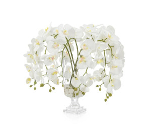 Цветы Glamorous Phals