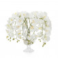 Цветы Glamorous Phals