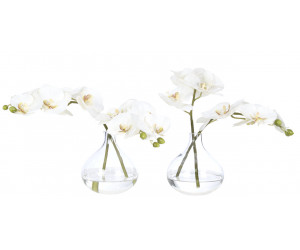 Цветы Orchid Phalaenopsis, Set Of 2, Cream White, In Glass Vase
