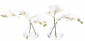 Цветы Orchid Phalaenopsis, Set Of 2, Cream White, In Glass Vase
