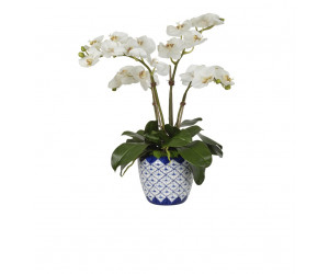 Цветы Orchid Phalaenopsis, Cream White, In Ceramic Vase