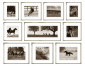 Сет Постеров (10 Штук) Templeton Stud Collection Bwhc-Sa/424