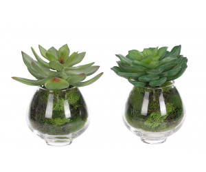 Цветы Succulent, в стеклянной вазе, сет из 2