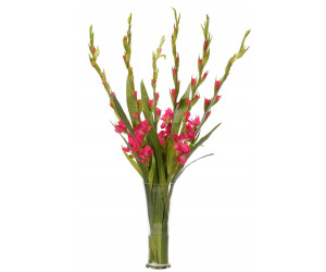 Цветы Gladiola, Fuchsia, Glass