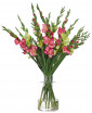 Цветы Gladiola, Pink Green, в стеклянной вазе