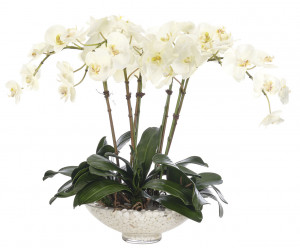 Цветы Orchid Phalaenopsis, Cream White Glass Bowl WF1883