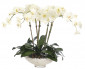 Цветы Orchid Phalaenopsis, Cream White Glass Bowl WF1883