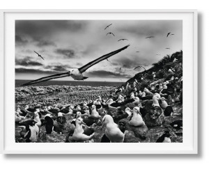 Книга Salgado, Genesis, Art C, Falklands-GB