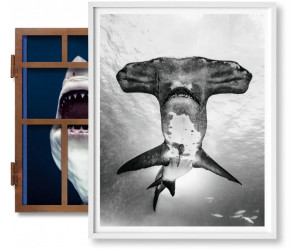 Книга Muller, Sharks, Art B, Under Study-GB