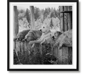 Книга Weber, Dogs, Art A-INT