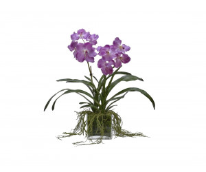 Цветок Orchid Vanda
