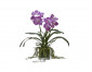 Цветок Orchid Vanda