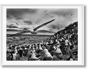 Книга Salgado, Genesis, Art C, Falklands-GB
