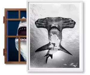 Книга Muller, Sharks, Art B, Under Study-GB