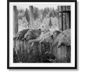 Книга Weber, Dogs, Art A-INT