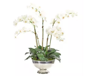 Цветочная композиция Orchid Phalaenopsis, white