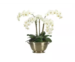 Цветы Orchd Phalaenopsis белые в металлической урне