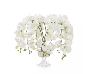 Цветы Glamorous Phals