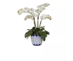 Цветы Orchid Phalaenopsis, Cream White, In Ceramic Vase