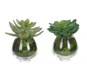 Цветы Succulent, в стеклянной вазе, сет из 2