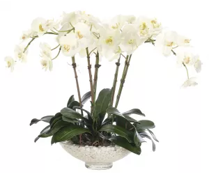 Цветы Orchid Phalaenopsis, Cream White Glass Bowl WF1883