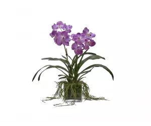 Цветок Orchid Vanda