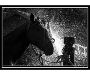 Постер Alice Gipps Horse Agh3/615l/3