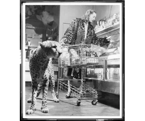 Постер The Shopping Cheetah (66x76 см)