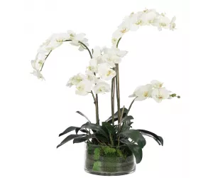 Цветы Orchid P Halaenopsis, White, в стеклянной вазе