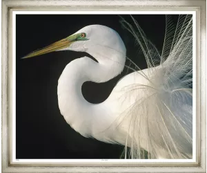 Постер Great Egret 624
