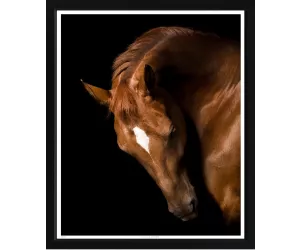 Постер American Quarter Horse