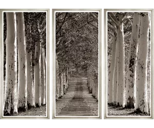 Постер Avenue of Trees II