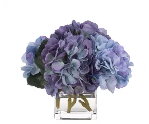 Цветы Гортензия (Hydrangea, Blue), в стеклянном кубе