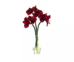Цветы Амариллис (Amaryllis)