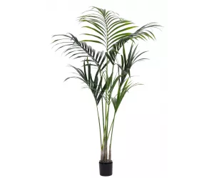 Пальма Кентия (Kentia Palm T86-8E)