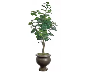 Дерево Фикус лировидный в горшке Поттерс (Fiddleleaf Potters Jar)