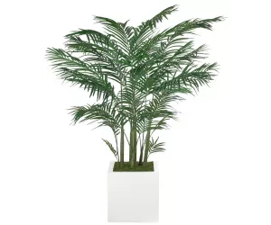 Пальма Королевская пальма (King Palm, Pot Bc Blanco Cube)