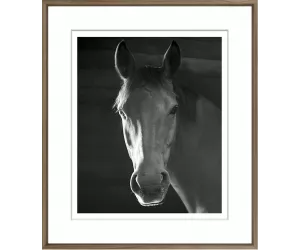 Постер в раме Ньюмаркет Хорс (Newmarket Horse)