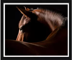 Постер Честнат Сталлион (Chestnut Stallion), в рамке 621