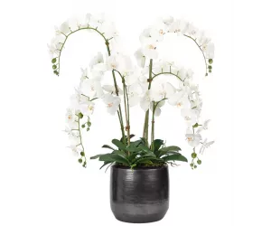 Цветы Орхидея Фаленопсис (Orchid Phalaenopsis, белые)