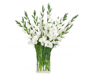 Цветы Gladiola, белые в стеклянном прямоугольнике