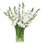 Цветы Gladiola, белые в стеклянном прямоугольнике