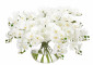 Цветочная композиция Orchid Phalaenopsis, white