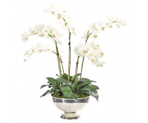 Цветочная композиция Orchid Phalaenopsis, white