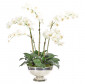Цветочная композиция Orchid Phalaenopsis, white