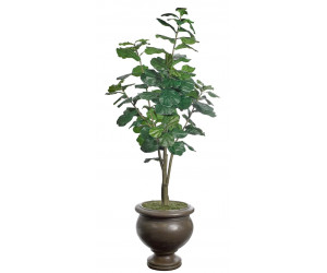 Дерево Fiddleleaf Potters Jar Old Iron