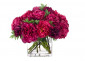 Цветы Peony цвета Фуксия в стеклянном кубе