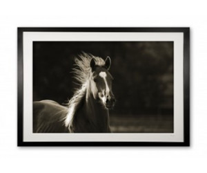 Постер Alice Gipps Horse Agh3/615l/1