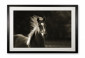 Постер Alice Gipps Horse Agh3/615l/1