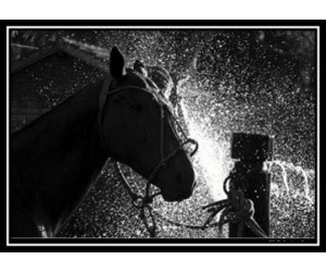 Постер Alice Gipps Horse Agh3/615l/3